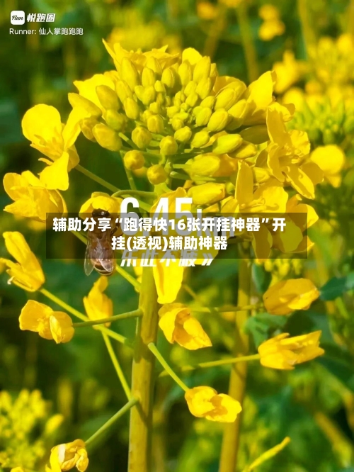 辅助分享“跑得快16张开挂神器”开挂(透视)辅助神器-第3张图片