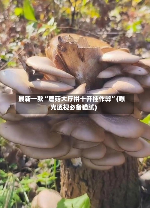 最新一款“蘑菇大厅拼十开挂作弊”(曝光透视必备猫腻)-第2张图片