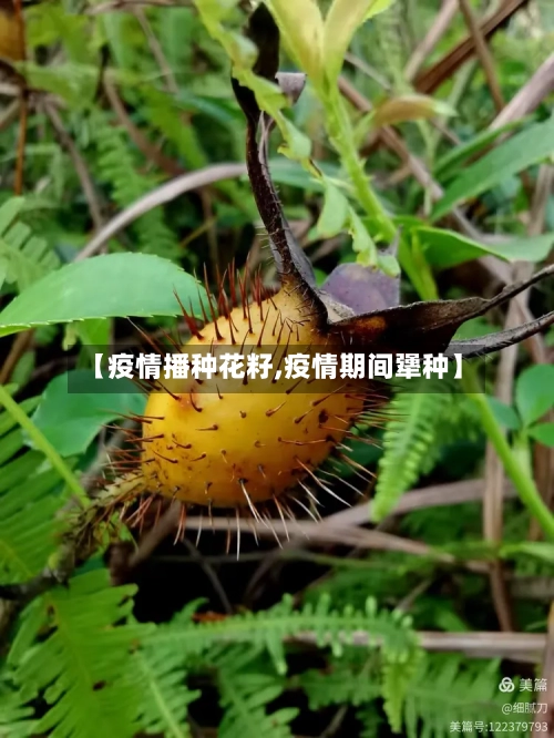 【疫情播种花籽,疫情期间犟种】-第2张图片